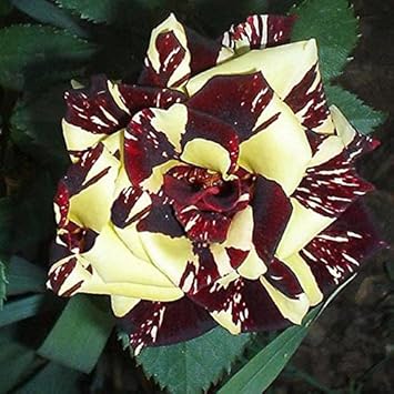 Organic Heirloom Non-GMO Red Yellow Abracadabra Seeds for Planting – Striped Blooms